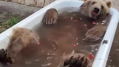 Bear swim bath