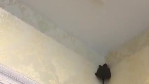 The mouse that climbed the wall.