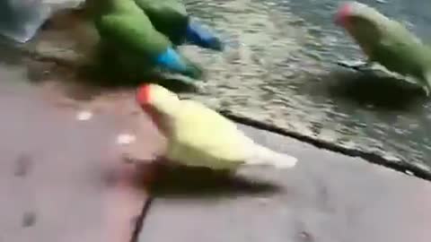 birds playing basket ball