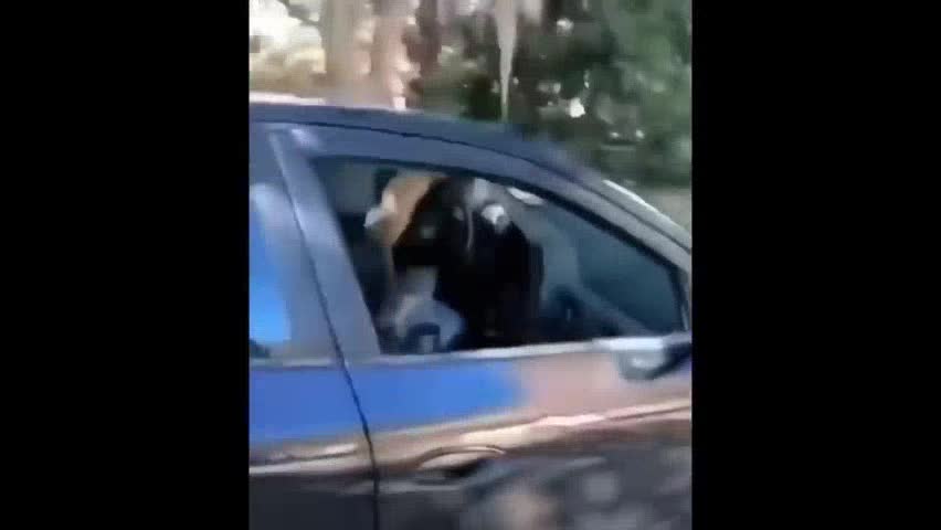 cats not very happy with their owners 😂