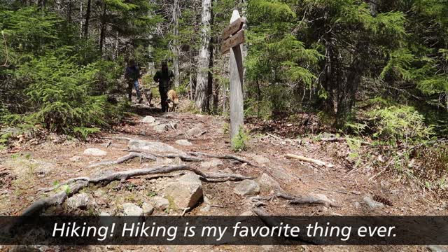 Puppy Pals Pro Tip - Acadia National Park