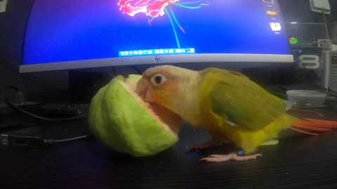 Pineapple Cheek Conure Taming