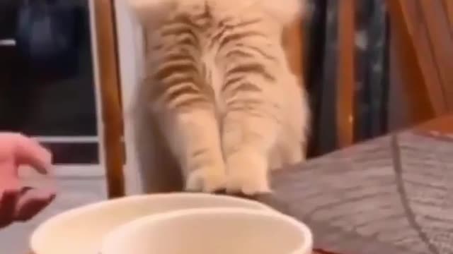 Cute cat video