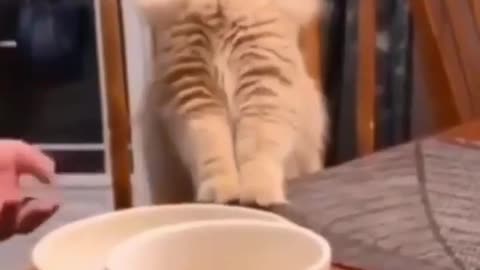 Cute cat video