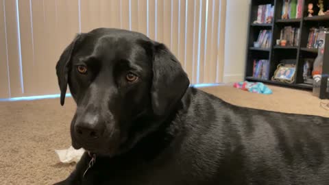 Zoey the Black Lab