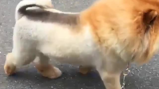 Funny Dog Videos 2021 It's time to LAUGH with Dog's life236