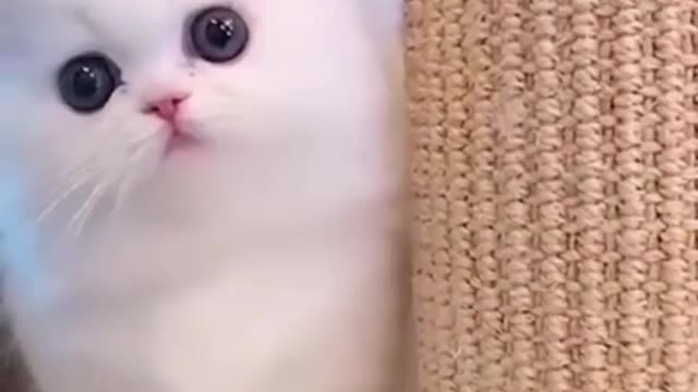 Cat 🐱🐱🐱
