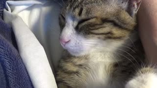 Little Cat Sleeps in My Arms