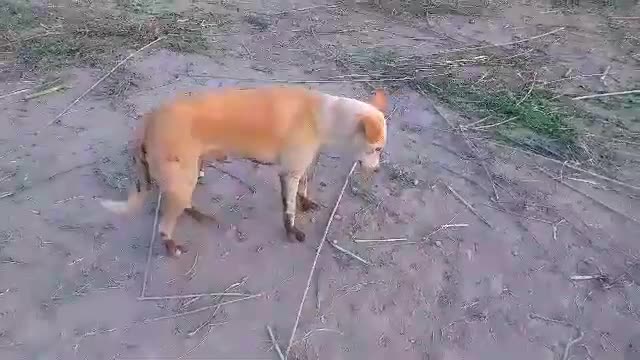 Dog playing poor mud