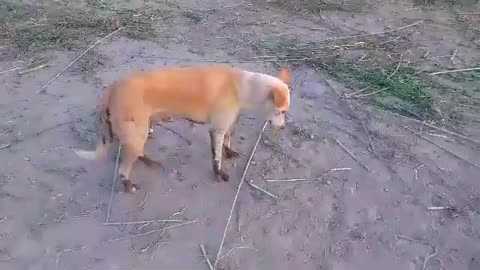 Dog playing poor mud