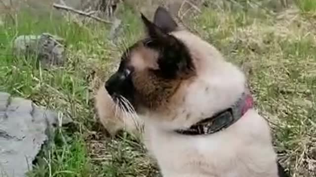 adventure cat, Hiking with family trip