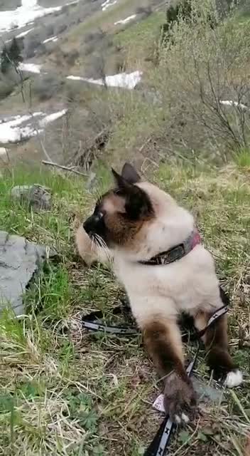 adventure cat, Hiking with family trip
