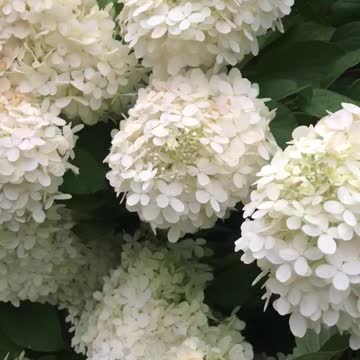 Limelight Hydrangea is spectacular in my landscape