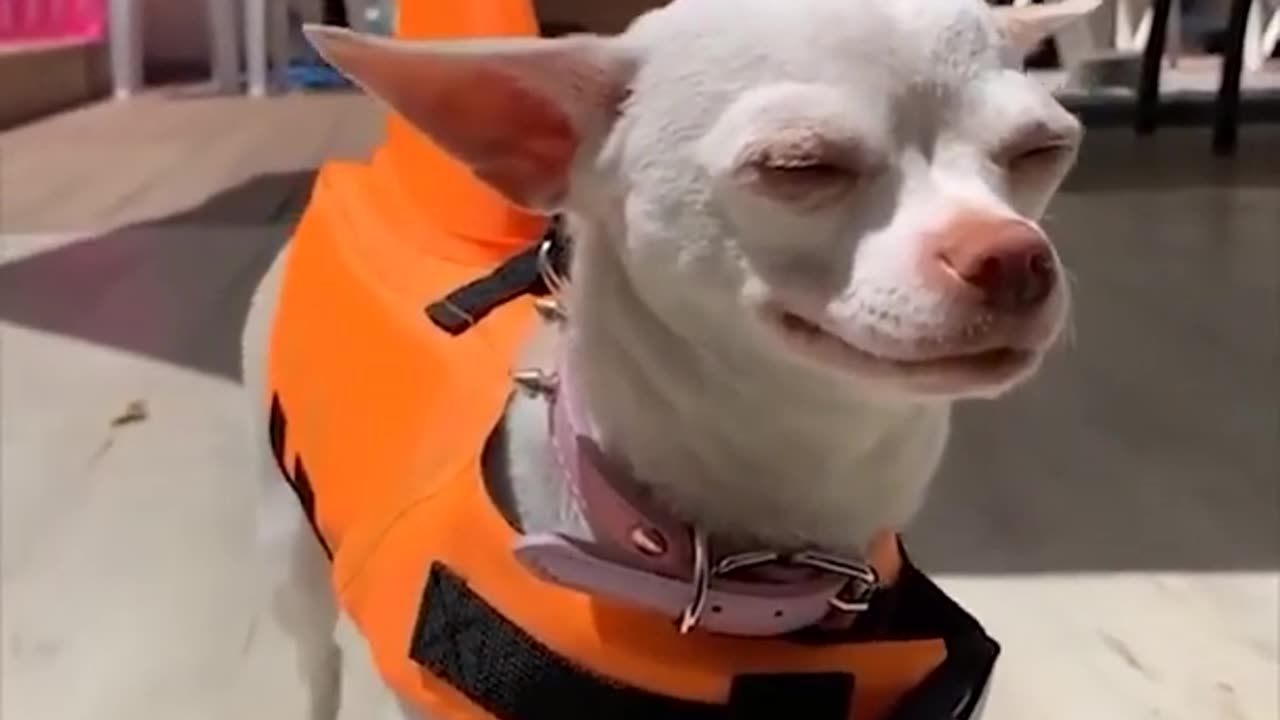 Super Funny Dog Videos 2021 | Tiktok Compilation