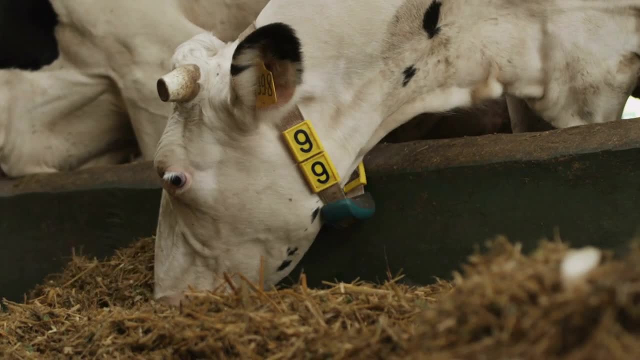 A cow is eating hay indoors