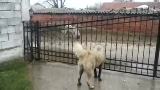 Fremail Dog