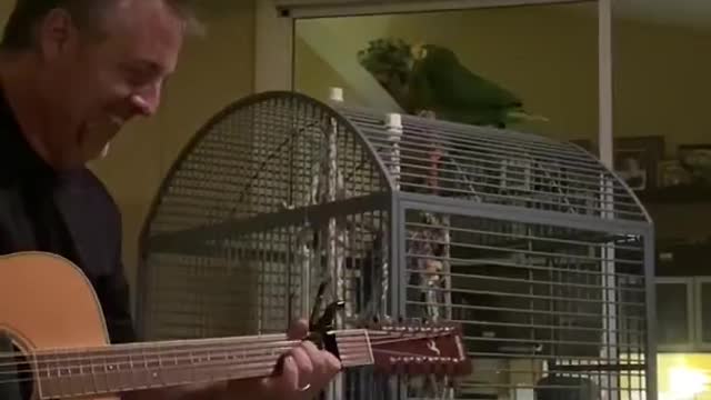 Singing Parrot Turns Cage into Stage