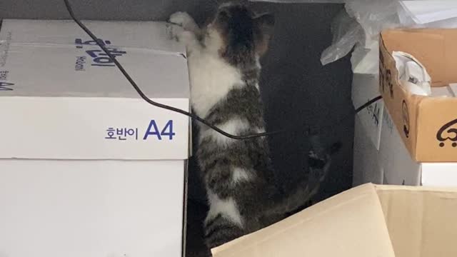 엄마고양이가 꼬리로 아기고양이 놀아주는 중