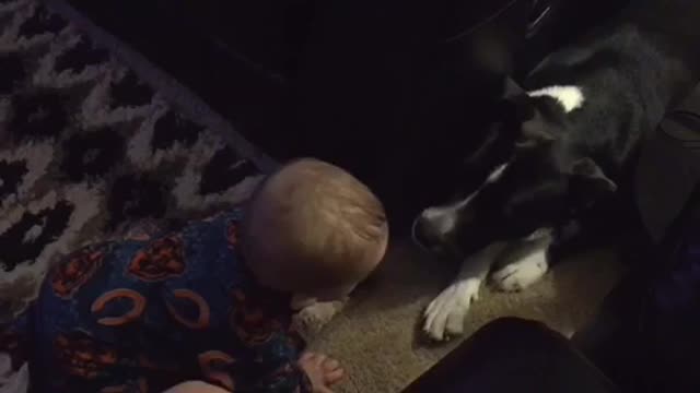 Baby notices family dog, gets super excited