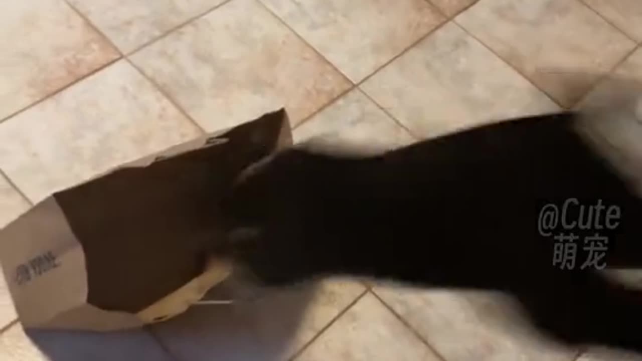 Funnycat
