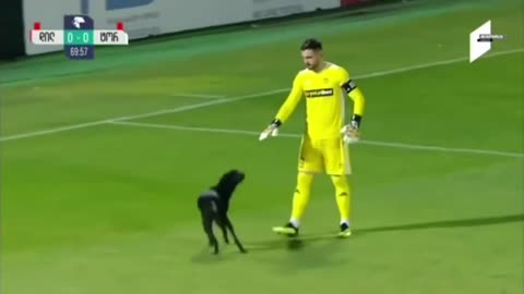 dog playing football very cute video i ever seen plz watch..