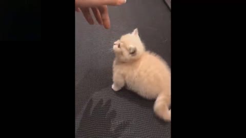 Baby pets being cute and funny