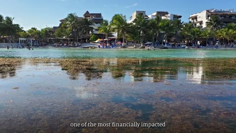 Detecting Sargassum Algae from Space