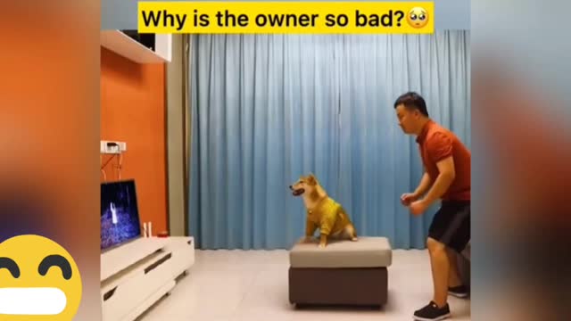 Funny dog compilation!😂😂😂