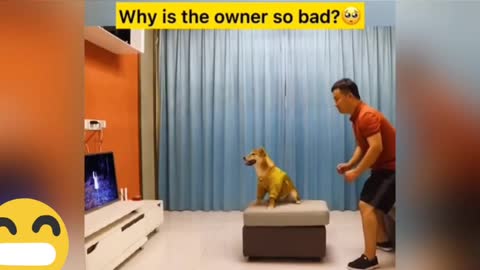 Funny dog compilation!😂😂😂