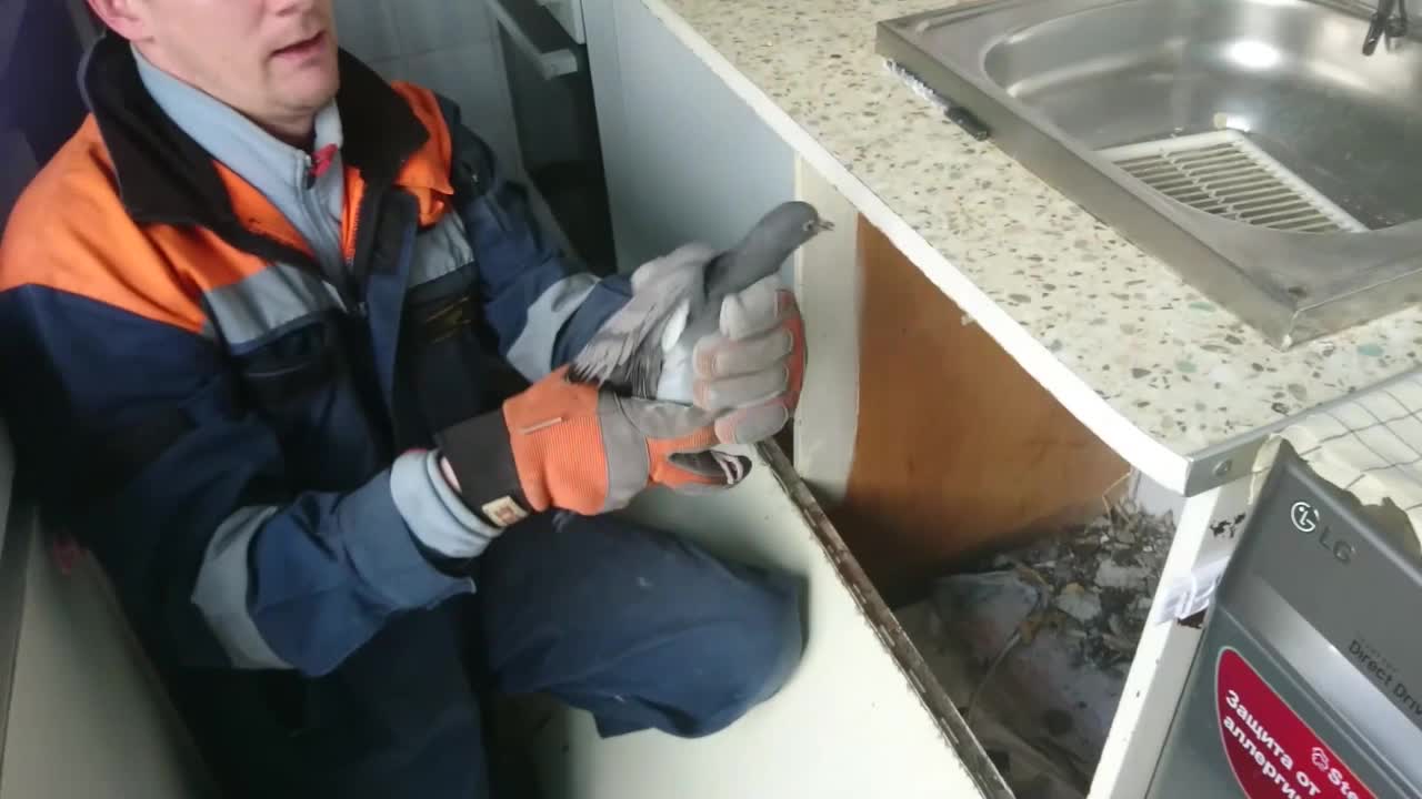 Rescuers Drill Through Kitchen Wall To Rescue Pigeon