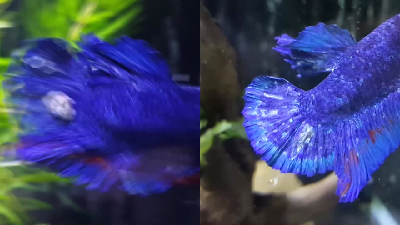 Betta Tail Tumor & Fin Rot Remedy (WORKS)