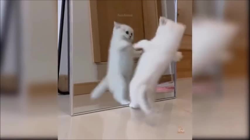 Cat Jumping in front of the mirror in style