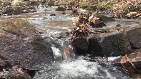 Relaxing creek on Pine Trail