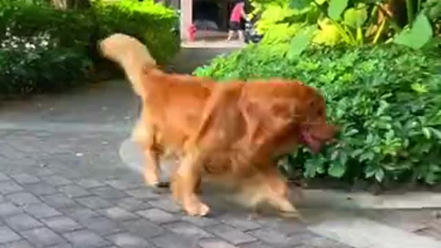 the dog return to the owner