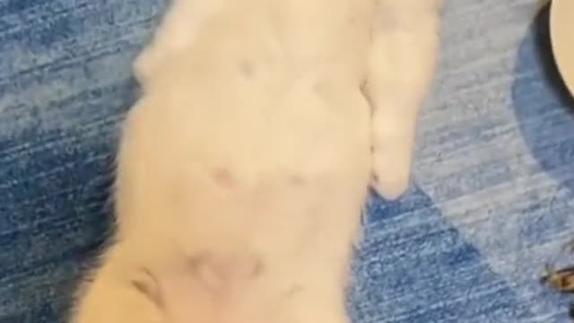 cute cat