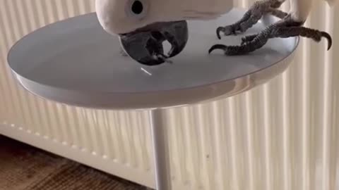 Got it 😁Funny animal cat parrot funny cockatoo cockatiel talking parrot