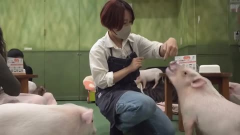 Kindergarten for little piglets? 😊😊