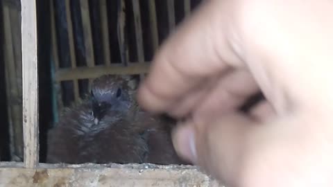 small pigeon