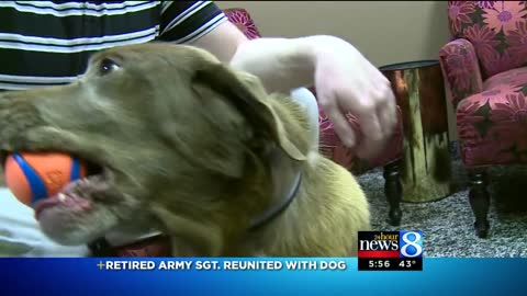 Military Dog Is Torn Away From Beloved Sergeant. 2 Years Later, She Hears Him Screaming Her Name