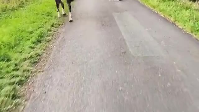A nice stroll with some friends.mp4