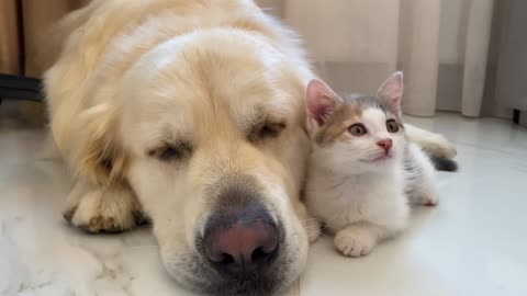 A baby Kitten feels protected next to a Golden Retriever