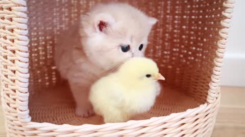 Kittens walk with a tiny chicken