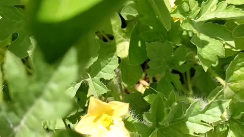 😘 🌺🌻 FLOR 🌼 PEQUEÑA DE 🍉 SANDIA Y 🌳 ARBOLITO DE 🍊 NARANJA.👍