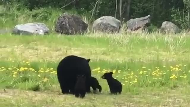 Bear 🐻 mother care his baby