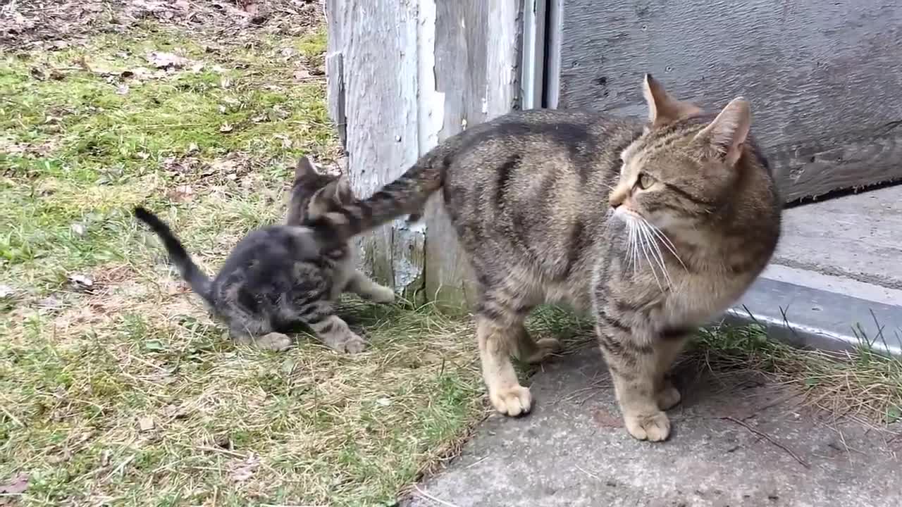 Kitten get punished after chasing mommy tail😂