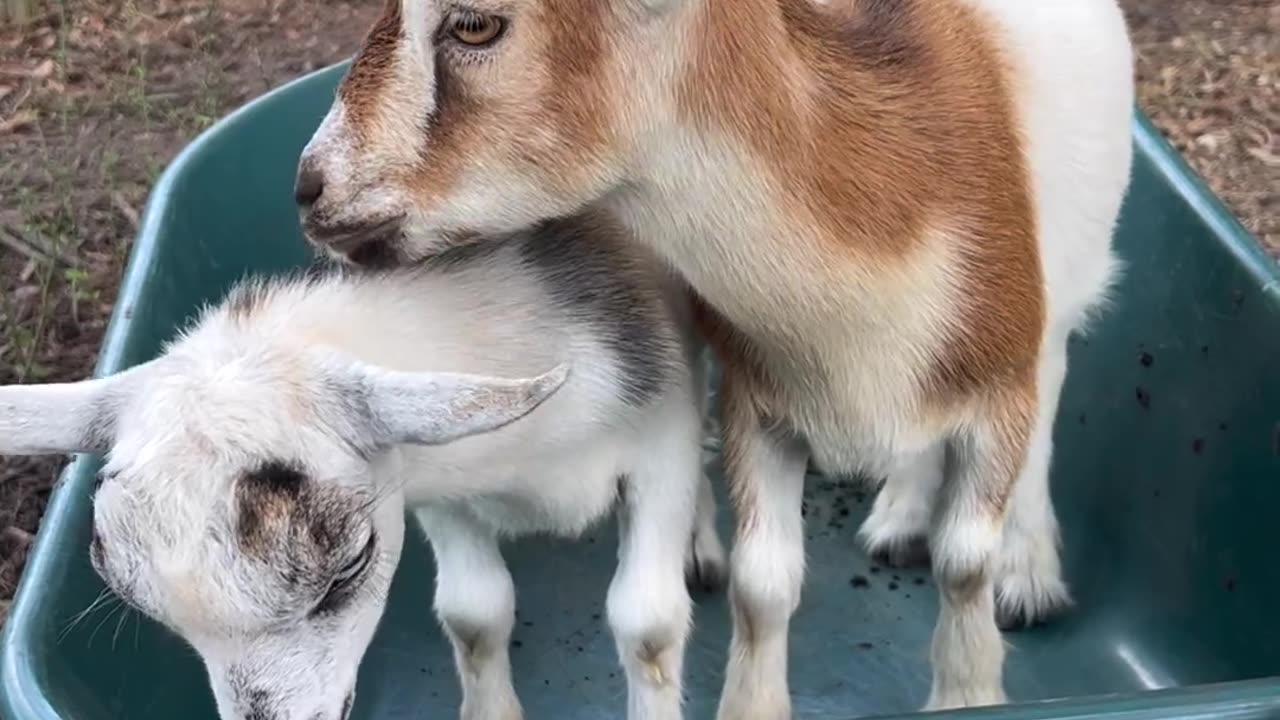 Our goats are pretty cute…but being cute doesn’t help rake up leaves, does it?