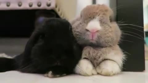 These two little bunnies are so cute