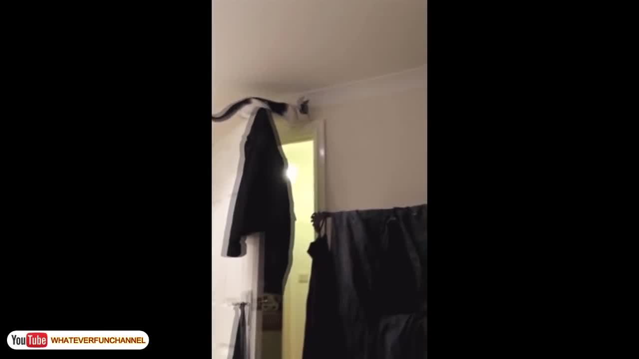 Funny cat vines short video