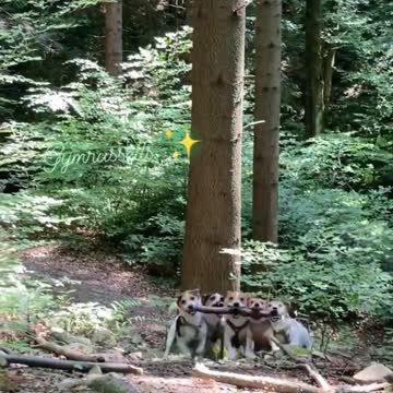 Teamwork makes the Dream work