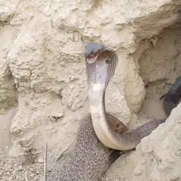 A Cobra Attack has no Effect on a Mongoose